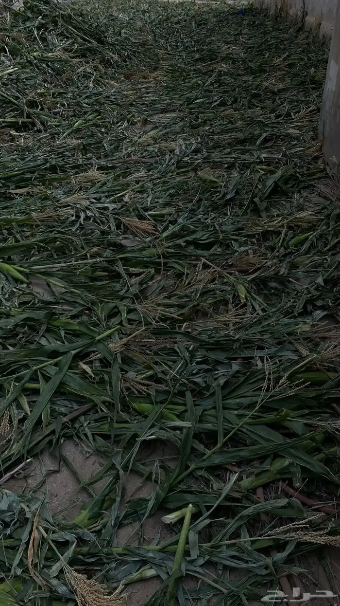 أعلاف ذره نظيفه 2