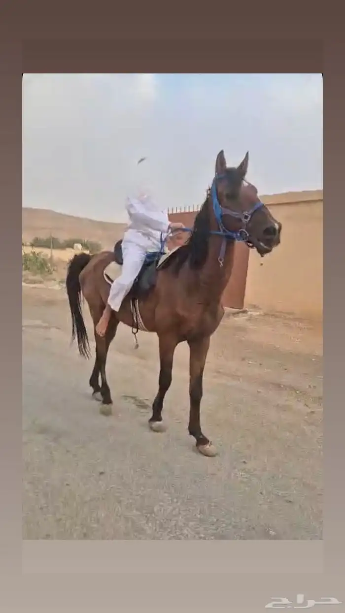 حصان معسوف 0