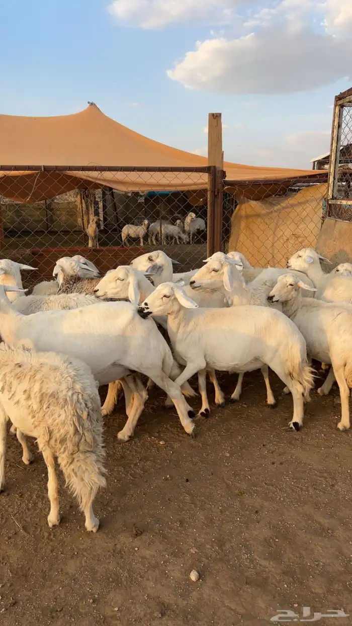 غنم دفيع صنف الصنف . 2