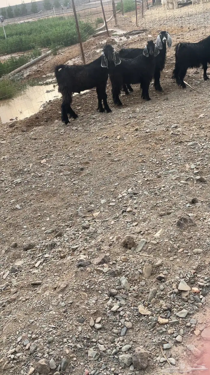 تيوس جذعان مخصاه 3
