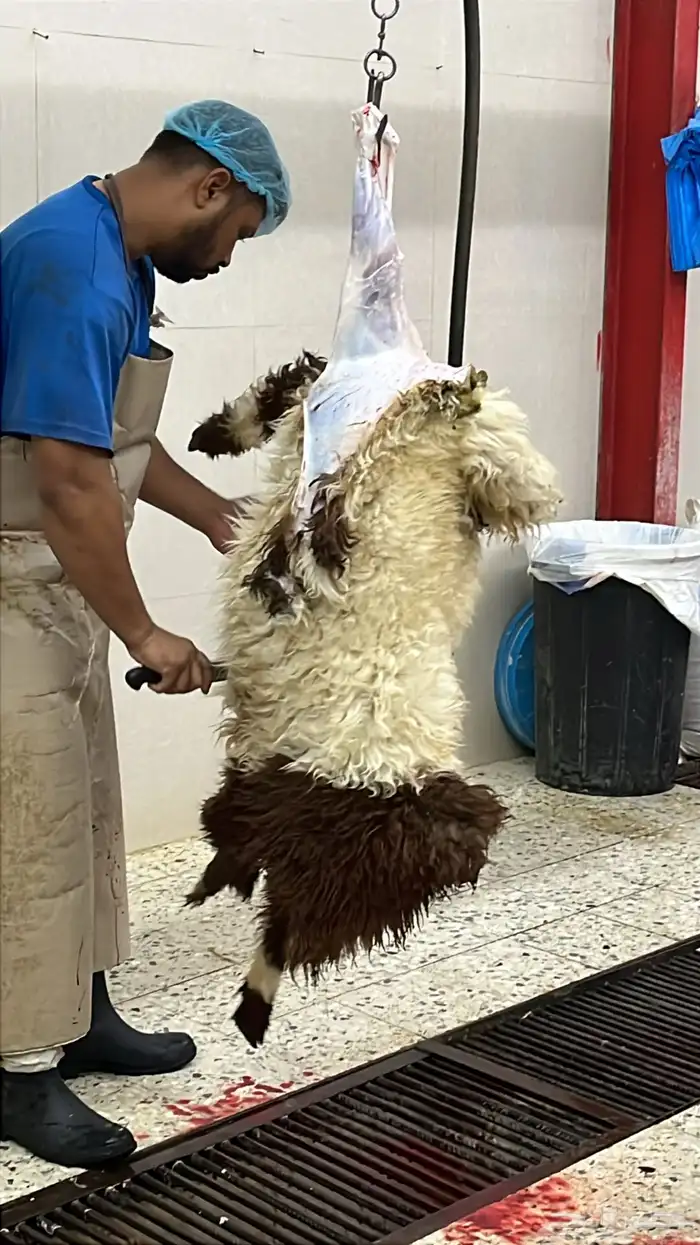 هرفي حري تيوس 0