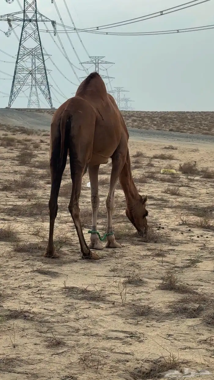 جمل للبيع 4