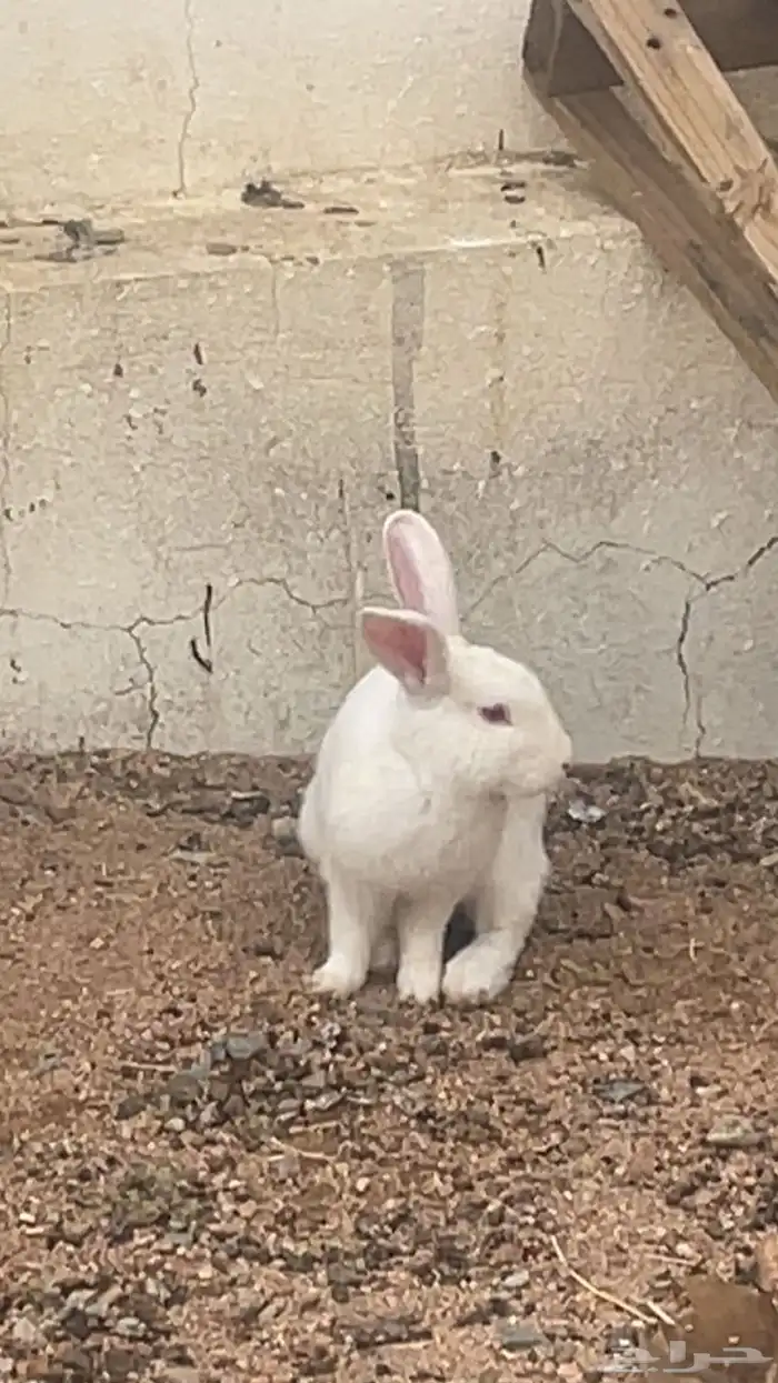 ارنب فرنسي للبيع 1