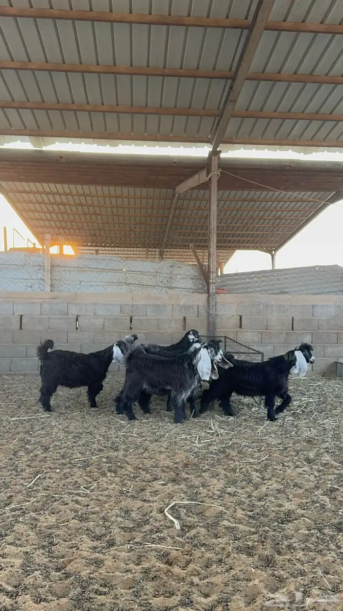 تيوس عوارض 5