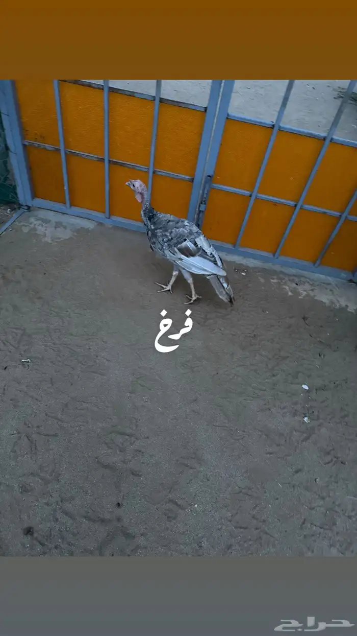 زوج رومي مع فرخ 1
