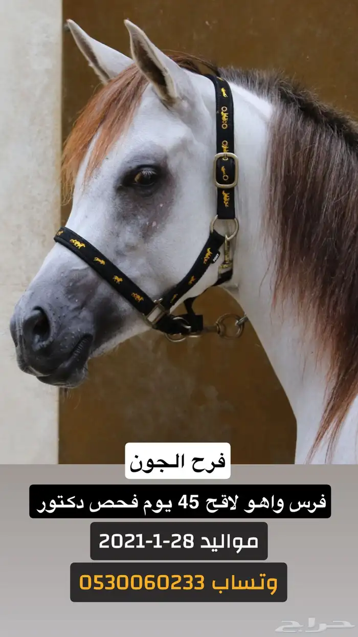 فرس واهو للبيع 0