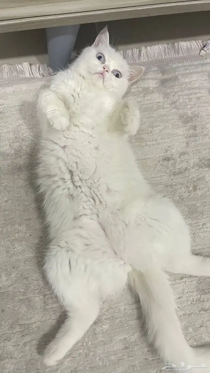 قطه 1