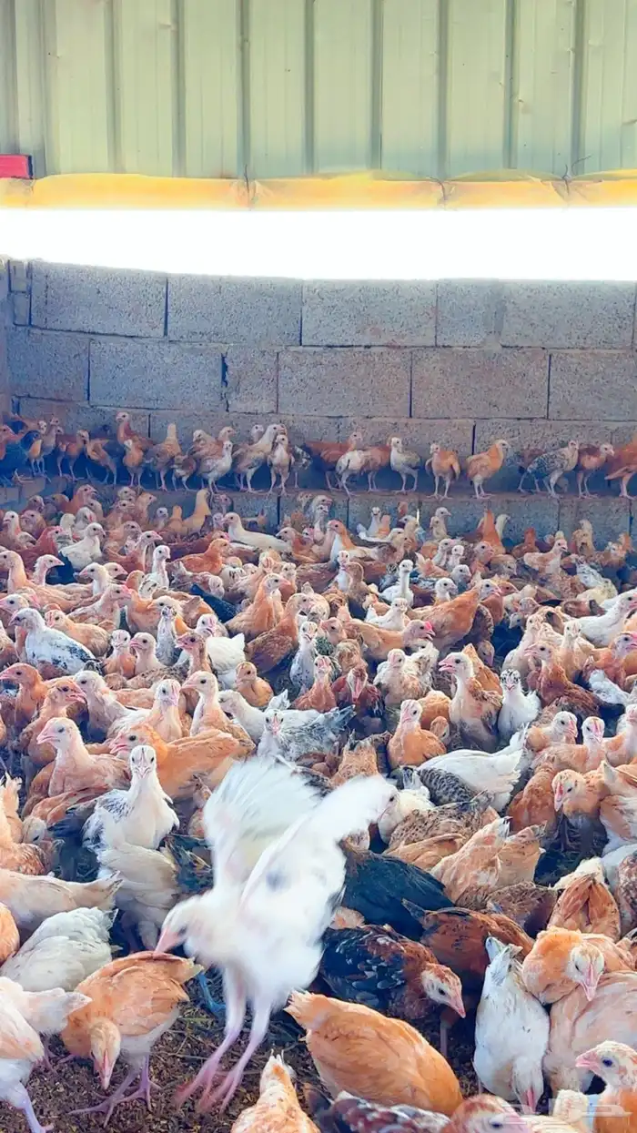 صوص بلدي 0