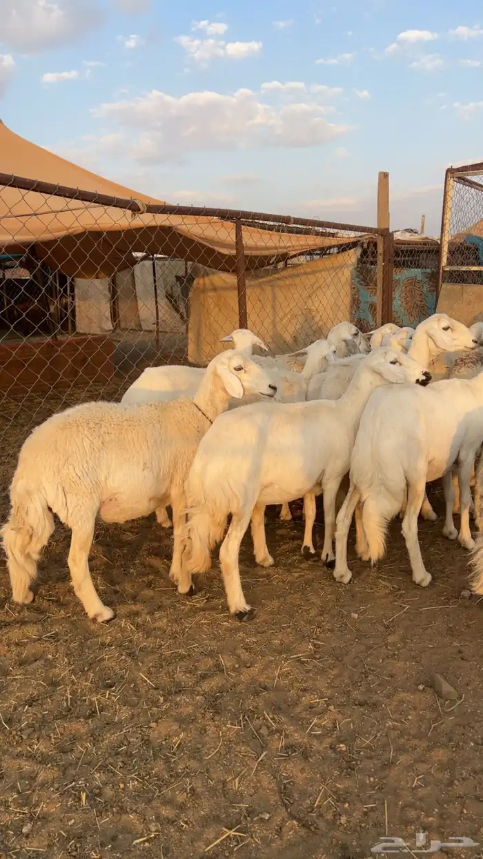 غنم دفيع صنف الصنف . 1