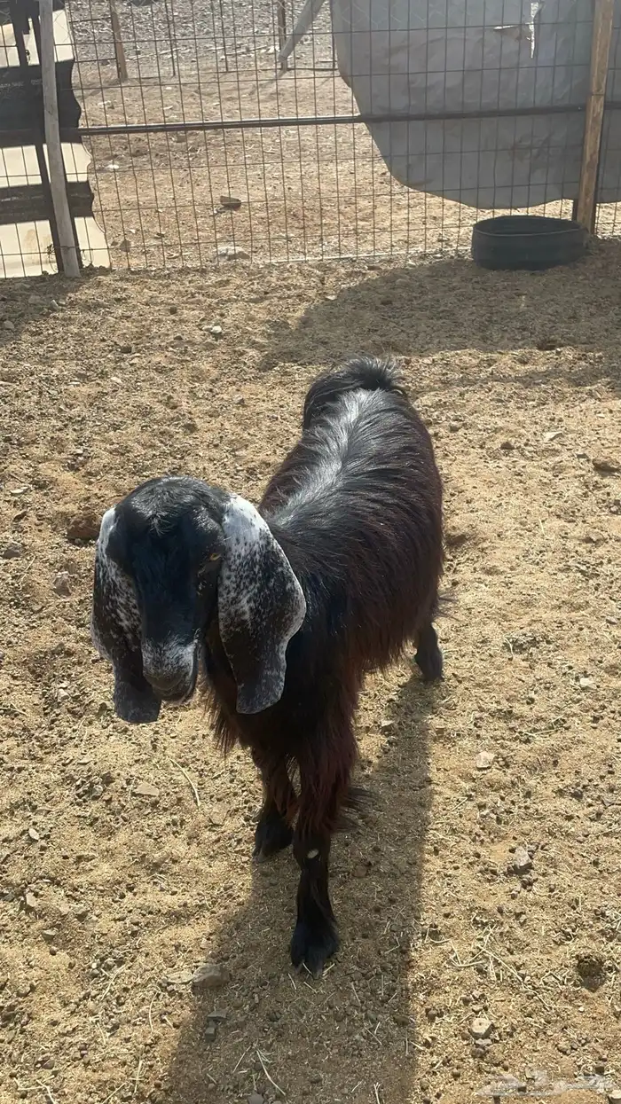 جفره عارضيه طيبة بالحيل(تم البيع ) 2