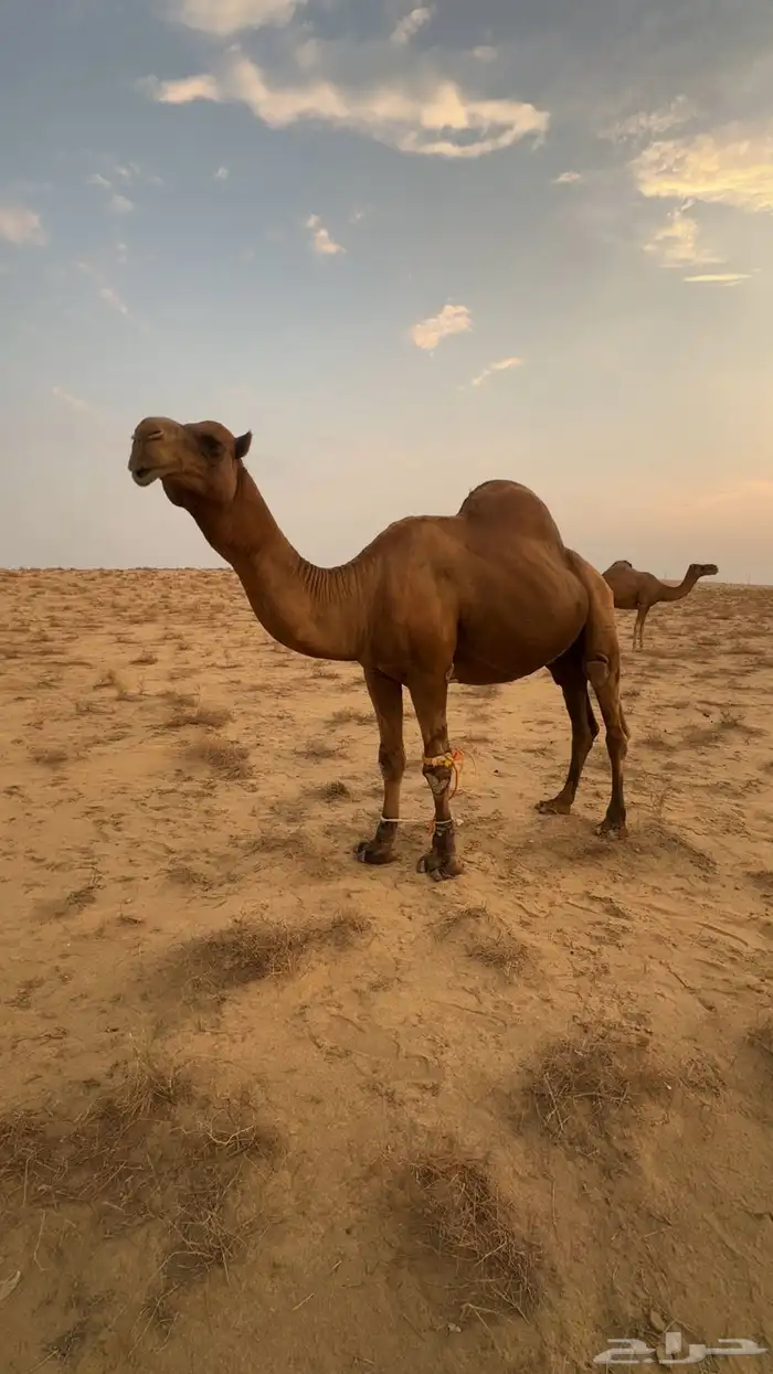 جمل للبيع 2