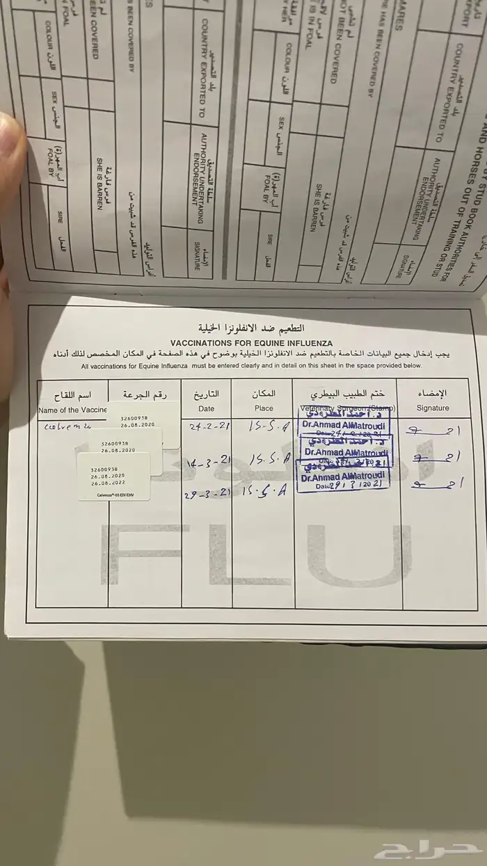 فرس انجليزية و مهر بأوراق مهجورة 5