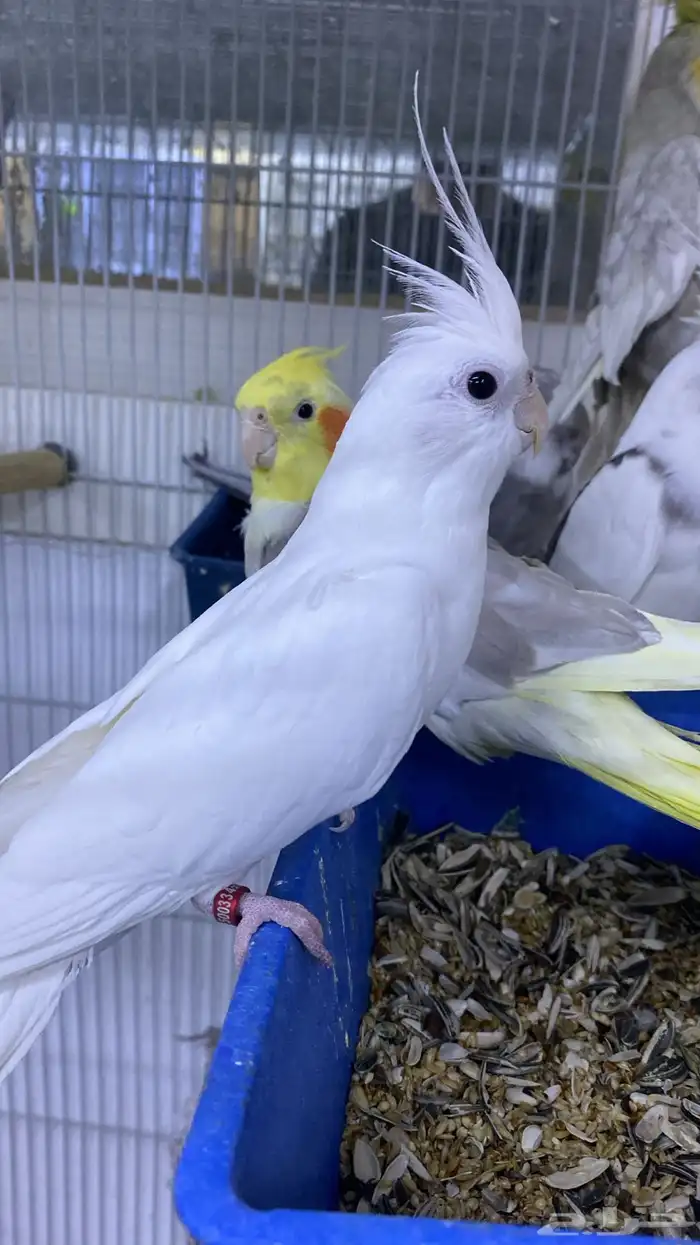 ذكر كروان بصمه 0