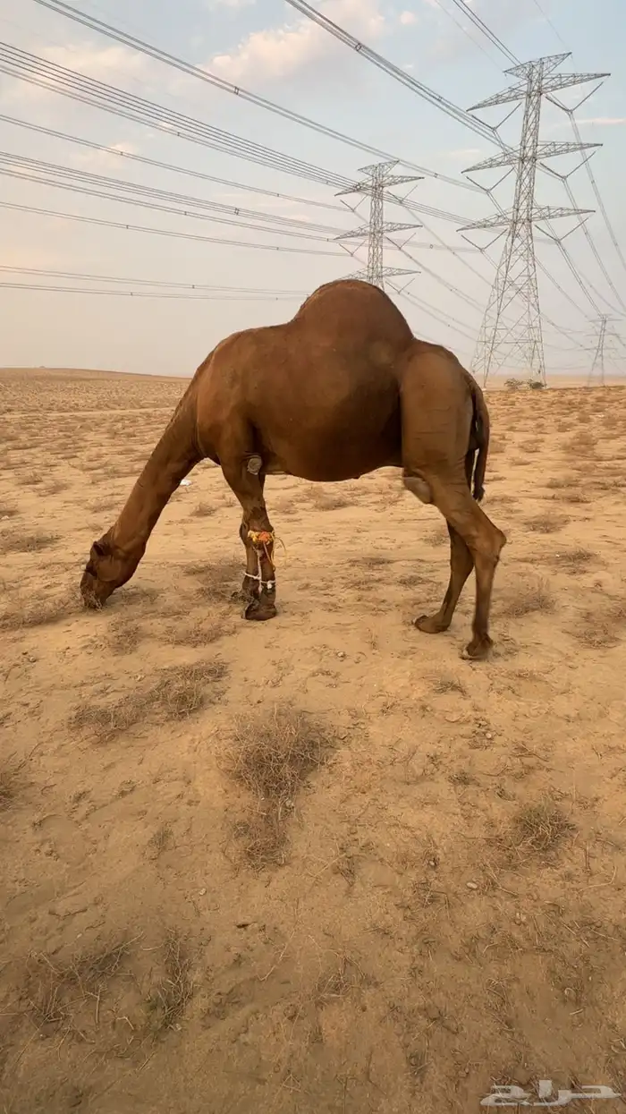 جمل للبيع 1