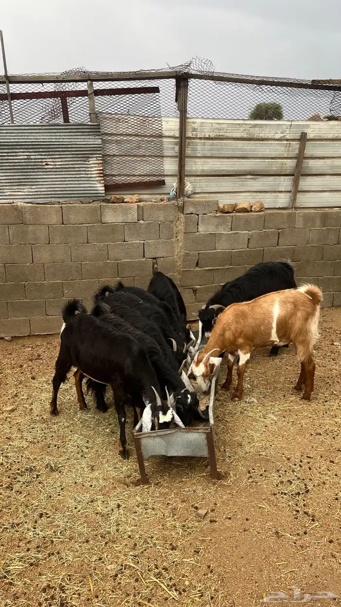 معزا عوارض اغلبها جفرات منوت القناي 0