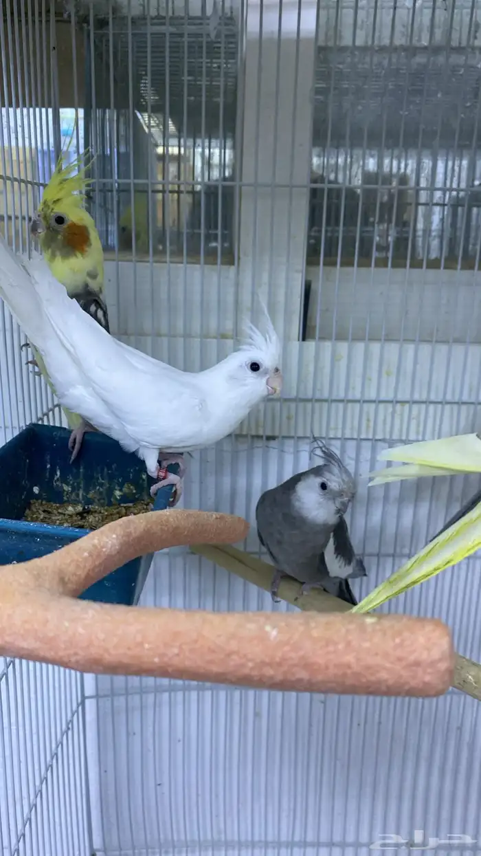 ذكر كروان بصمه 1