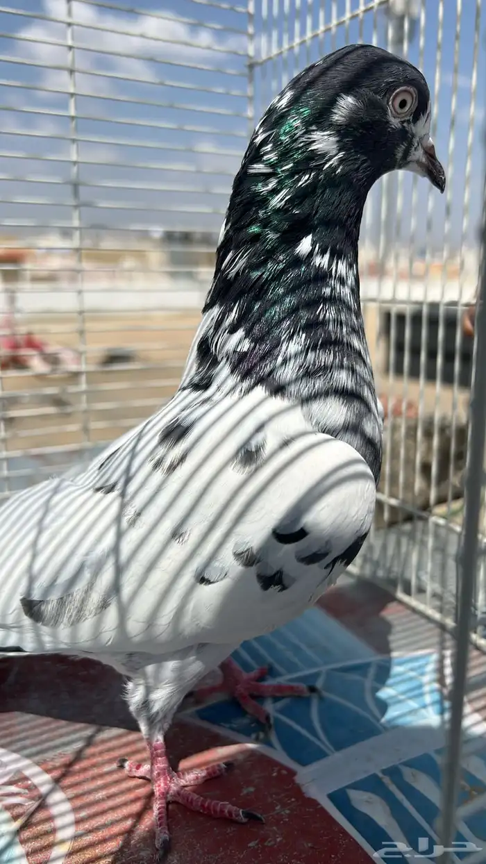 حمام باكستاني 4