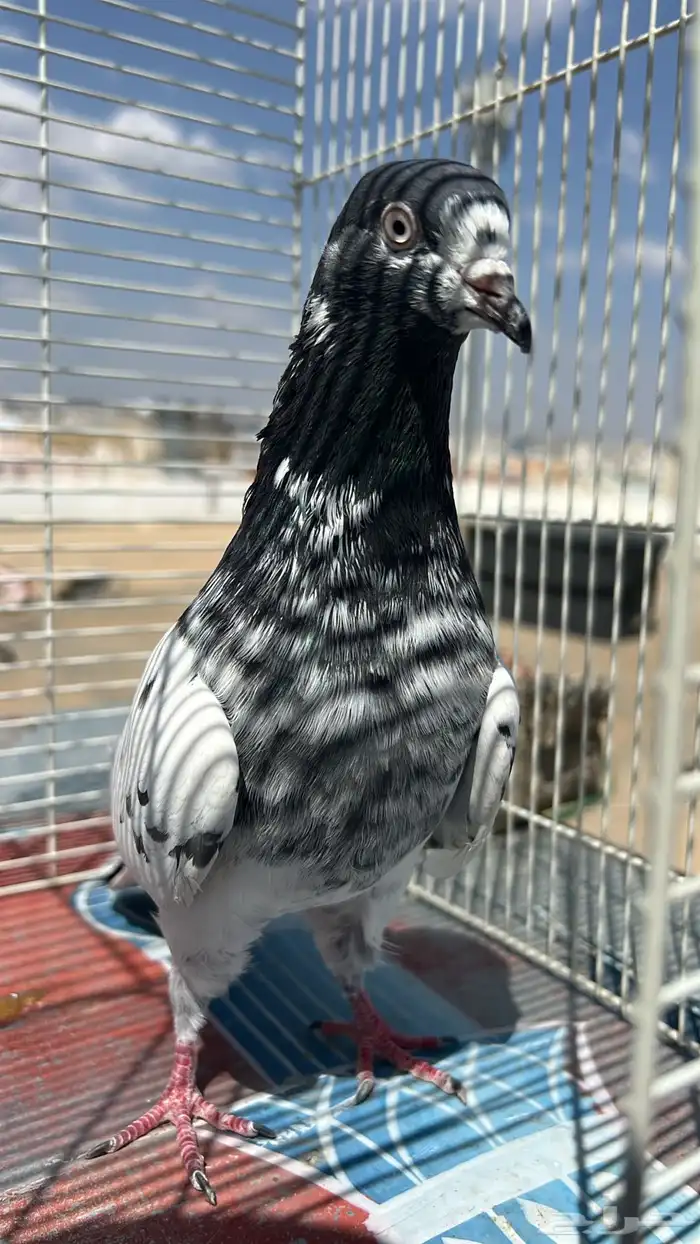 حمام باكستاني 5