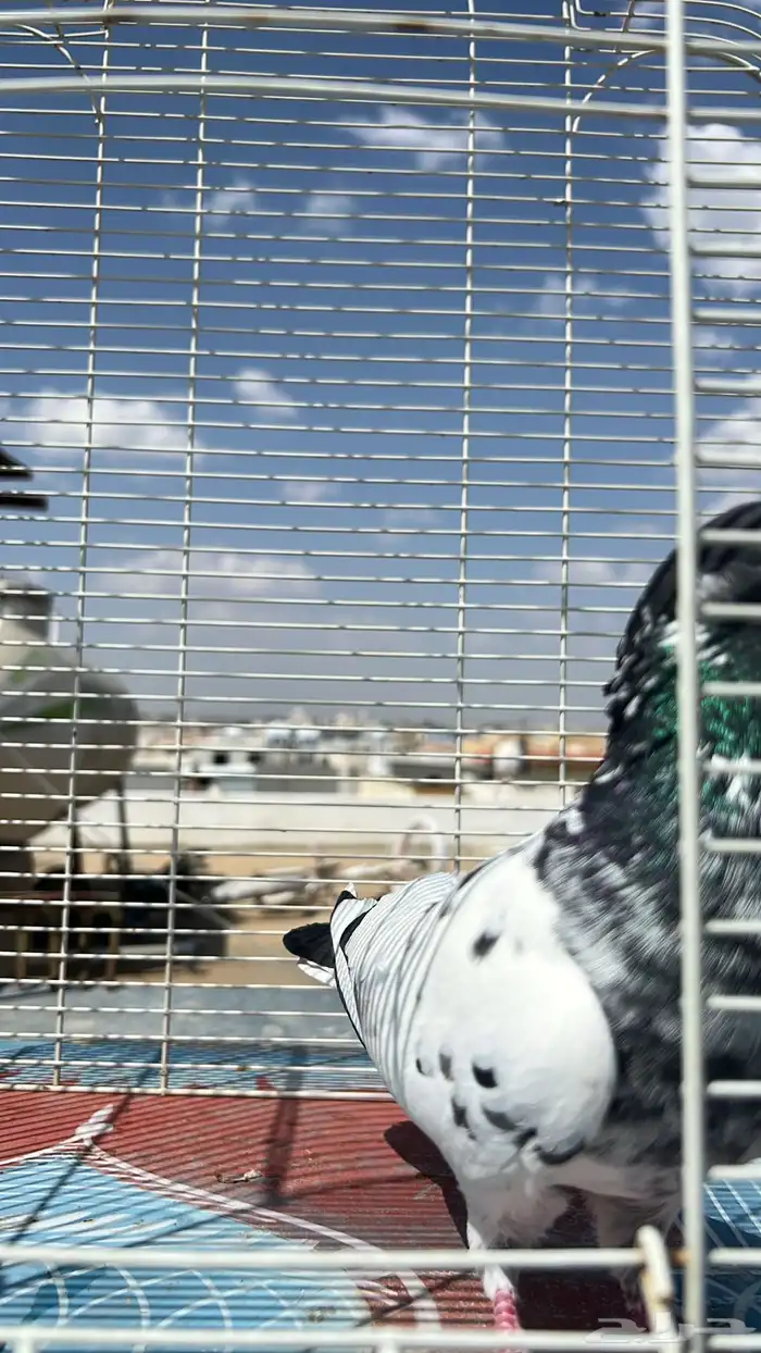 حمام باكستاني 7