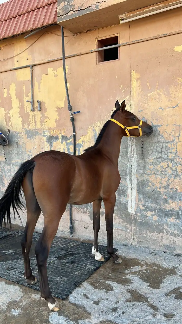 مهر واهو للبيع 5