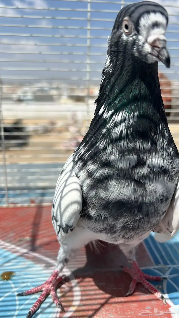 حمام باكستاني 8