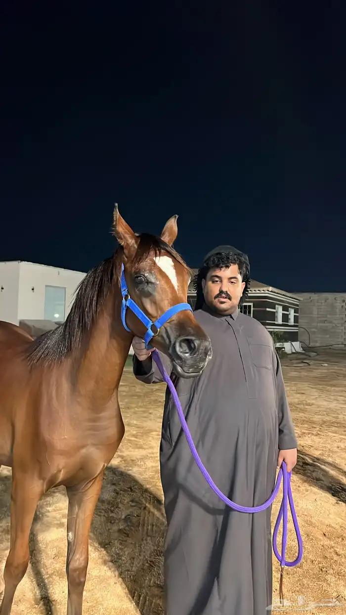 مهرة عربية ما شاء الله تبارك الله للبيع 2