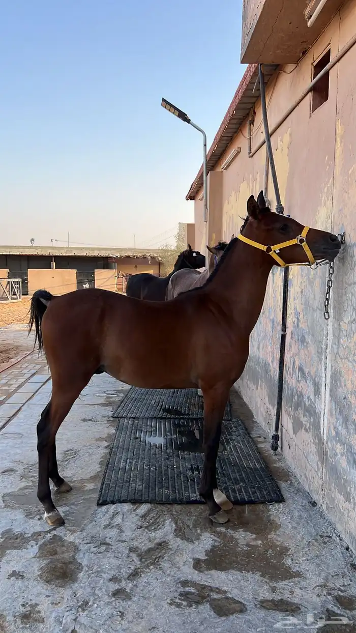 مهر واهو للبيع 6