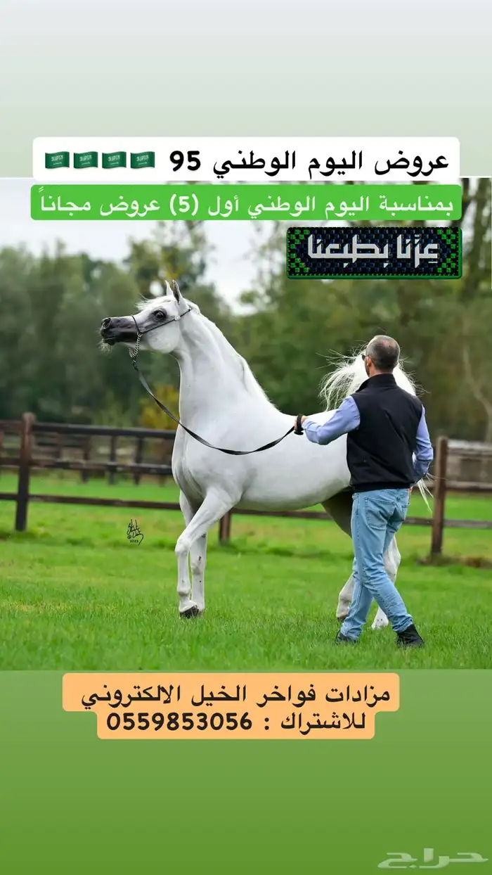 عروض الخيل اليوم الوطني 0
