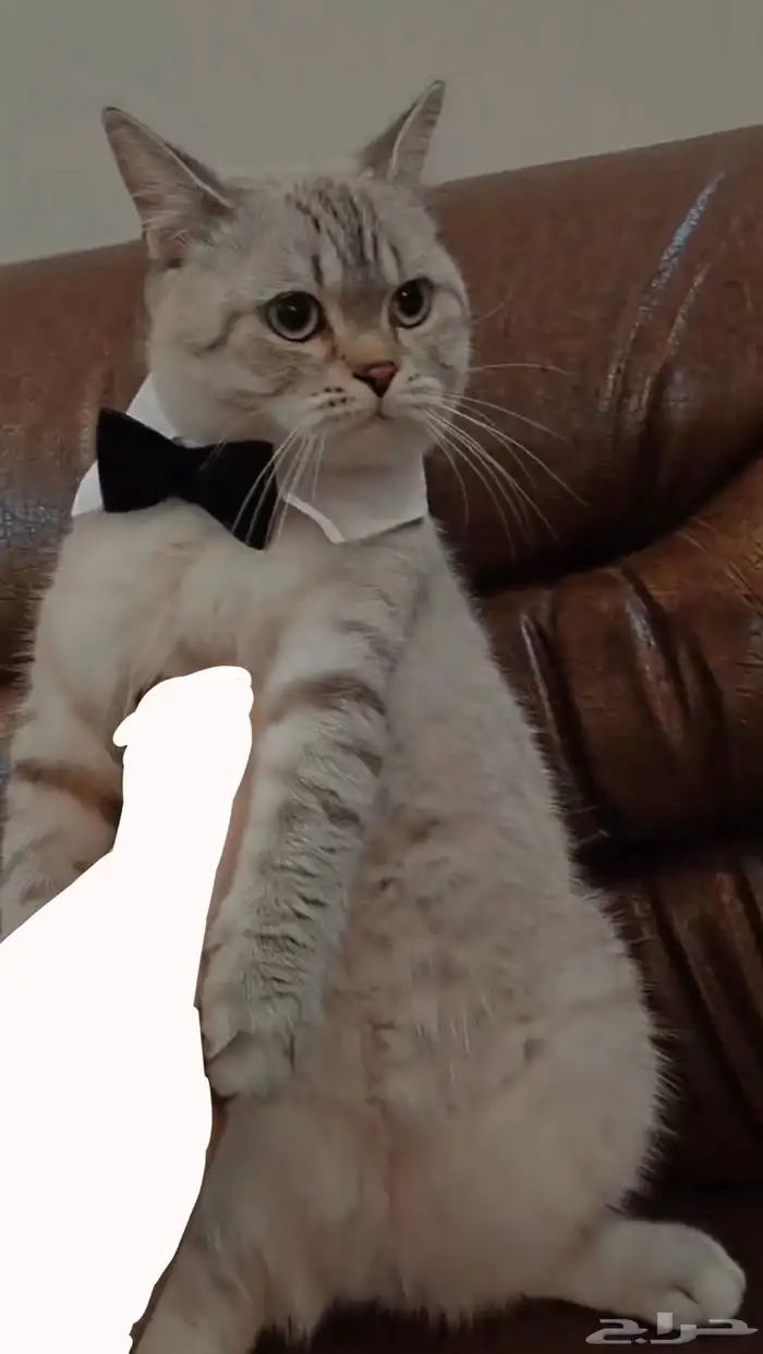 قط بريتش للبيع 4