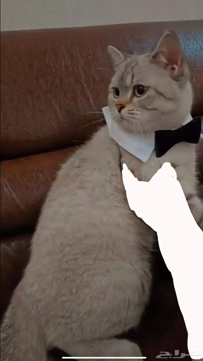 قط بريتش للبيع 2