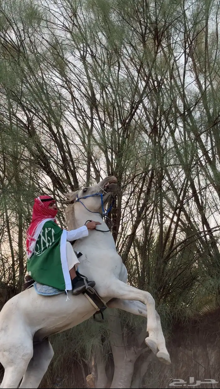 حصان شعبي قطعه 1