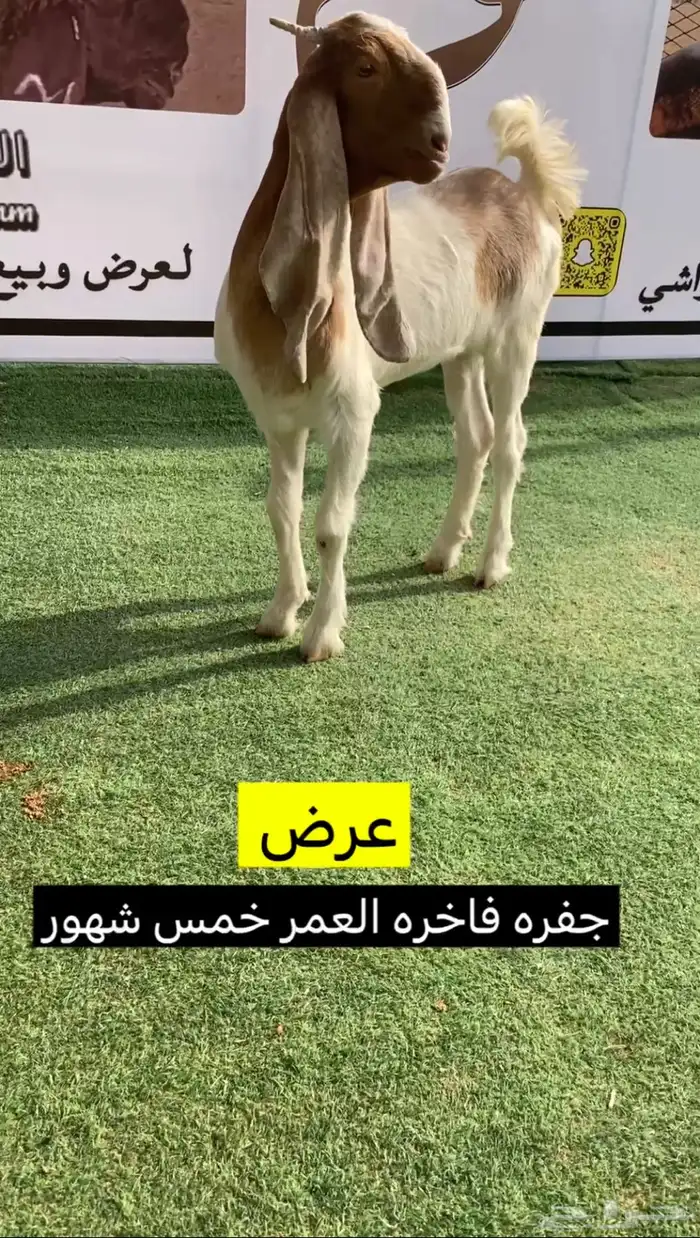 جفره مطوره فاخره 2