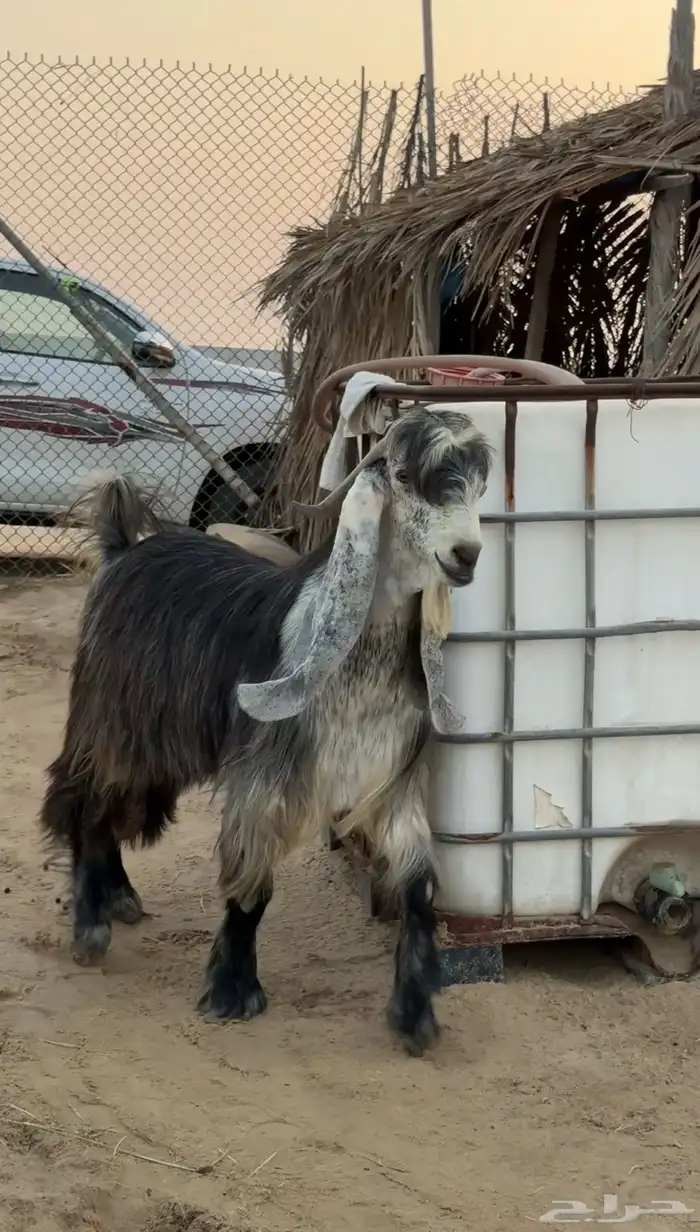 فحل عارضي 0