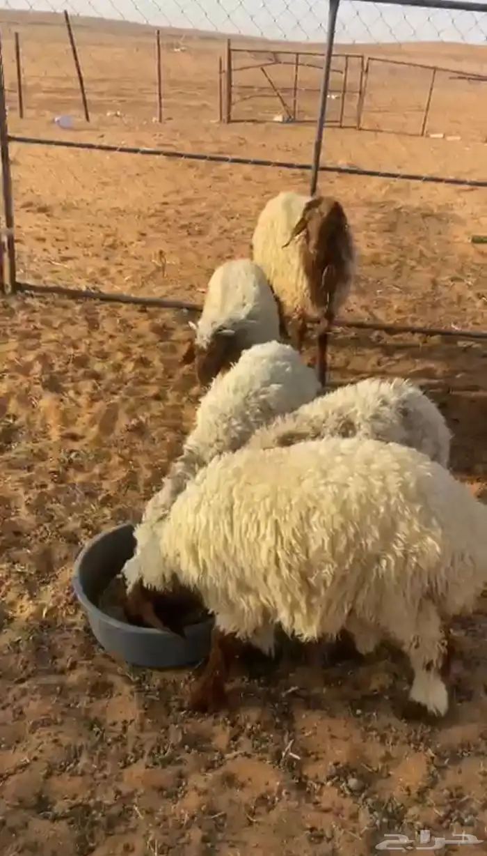 3فطايم وخروف العمر 3 شهور 0