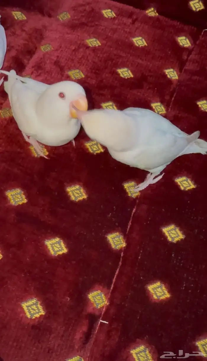 فروخ روز 1