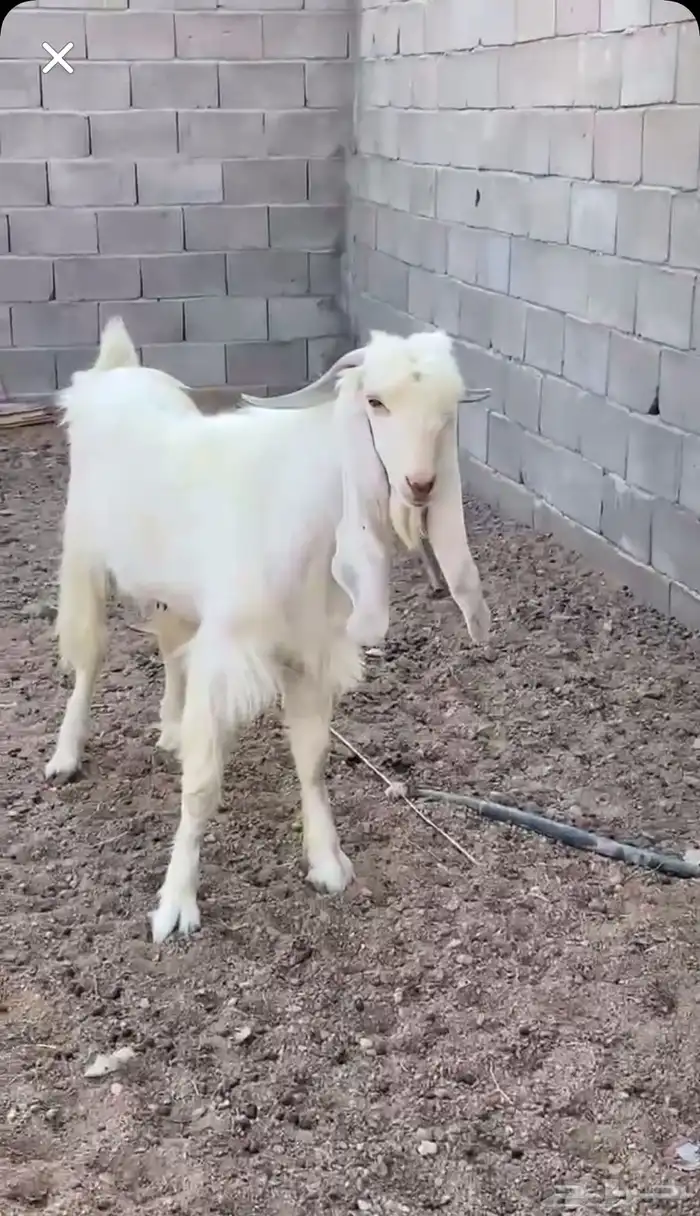 تيس هولندي 0