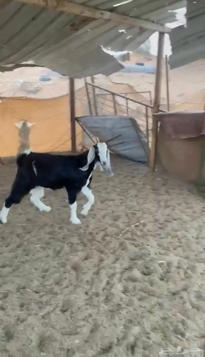 جذعه 0