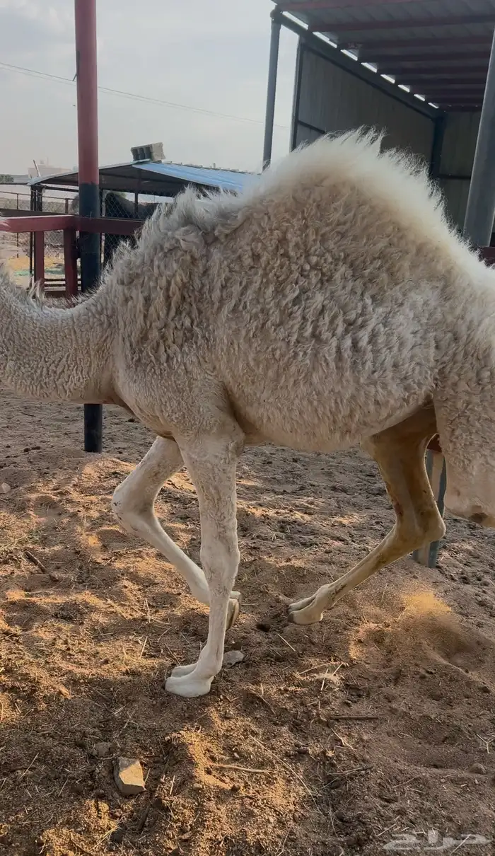 بكره شراكة بالنص والربع والثمن 2