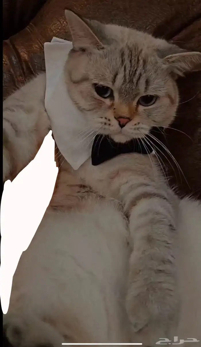 قط بريتش للبيع 0