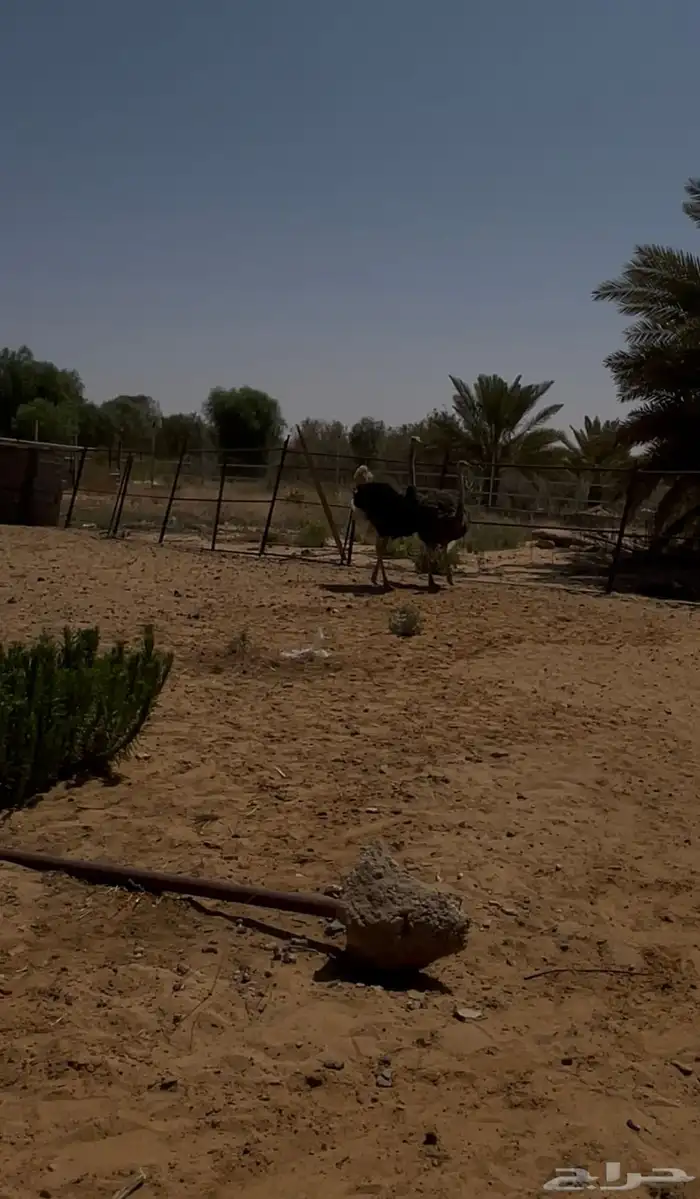 طائر كبير 0