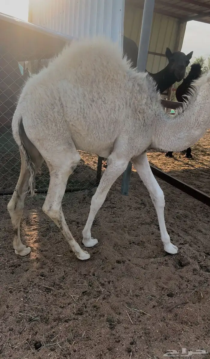 بكره شراكة بالنص والربع والثمن 0