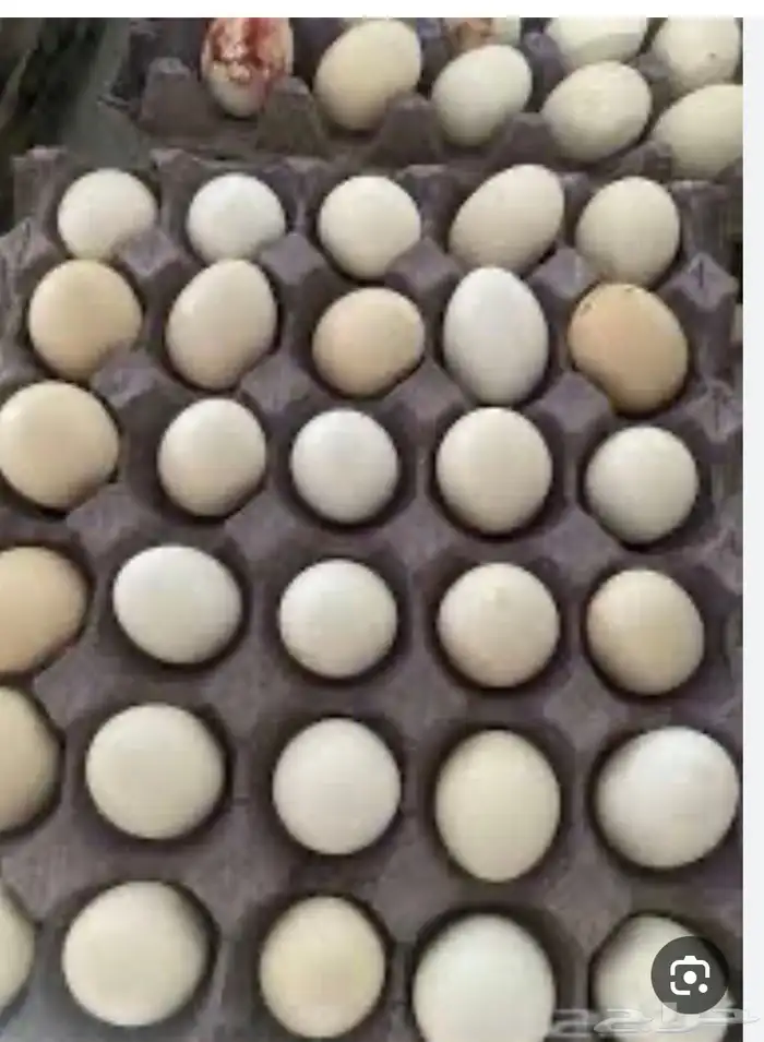 بيض بط بكيني وبيض دجاج احواش الغنم السوق الجنوبي 1