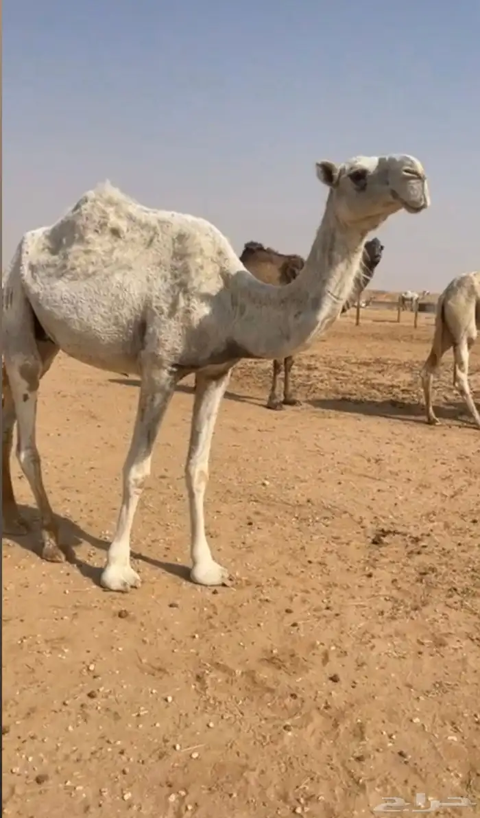 ضروبه وضحا ياهل الضرايب 2