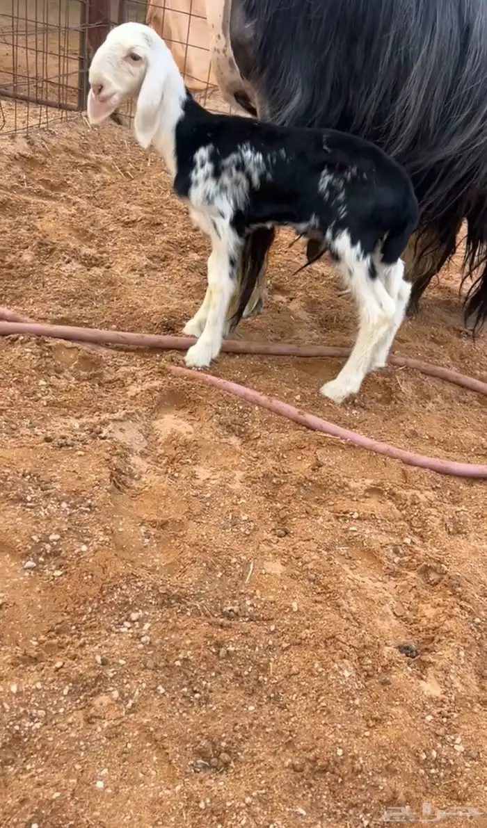 شاه والد صنف 1