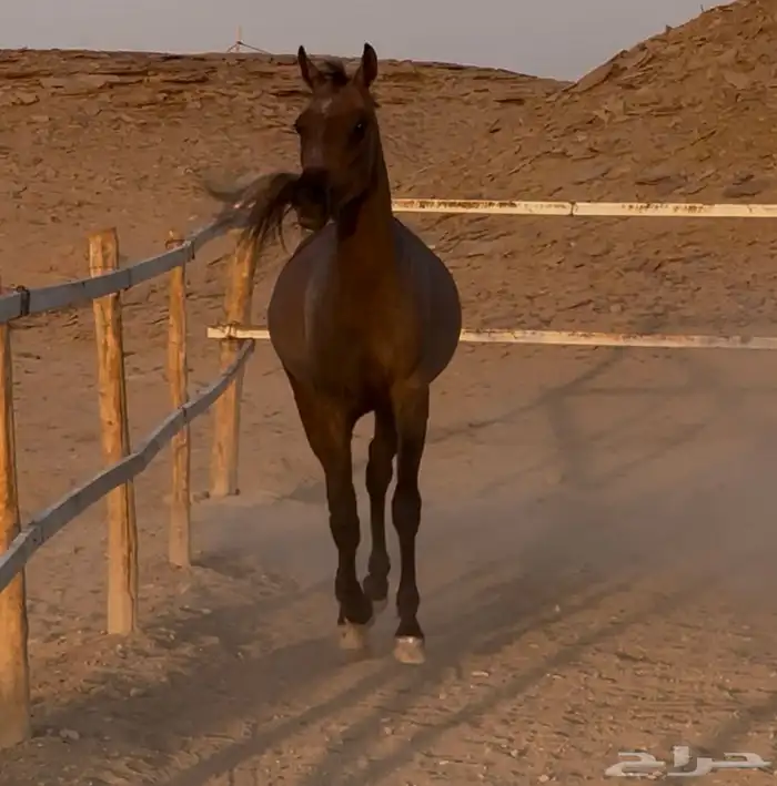 مهره واهو عربي اصيل 3
