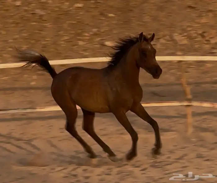 مهره واهو عربي اصيل 6