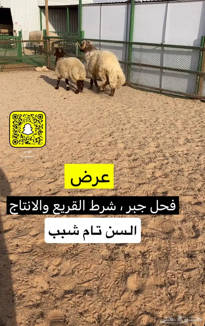 فحل نعيم جبر 0