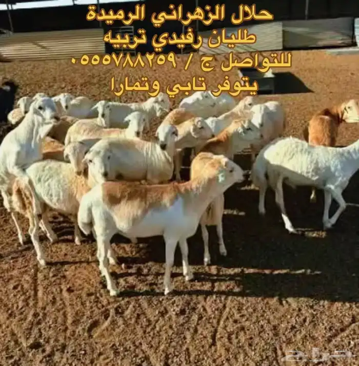 طليان رفيدي تربيه طيبات بالحيل 0