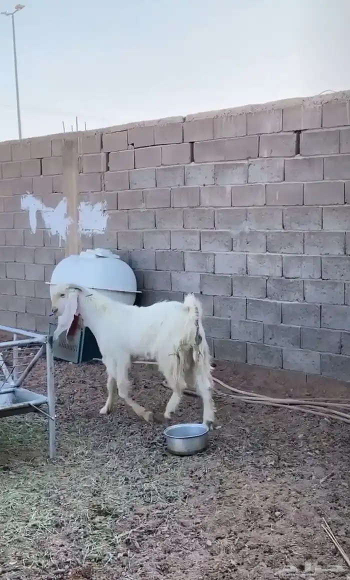 تيس هولندي 2