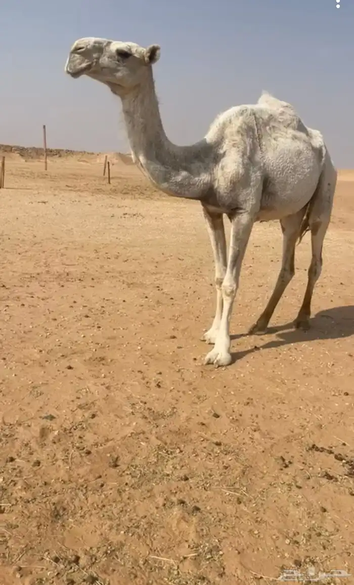 ضروبه وضحا ياهل الضرايب 4